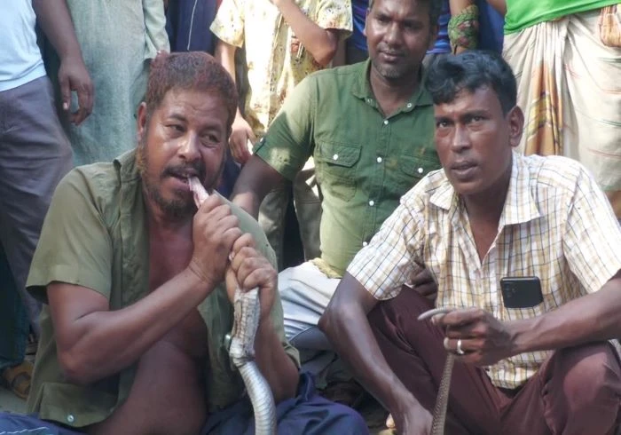 সাপুড়ের প্রাণ নেয়া সাপটিকে কাচা চিবিয়ে খেয়ে নিলো আরেক সাপুড়ে